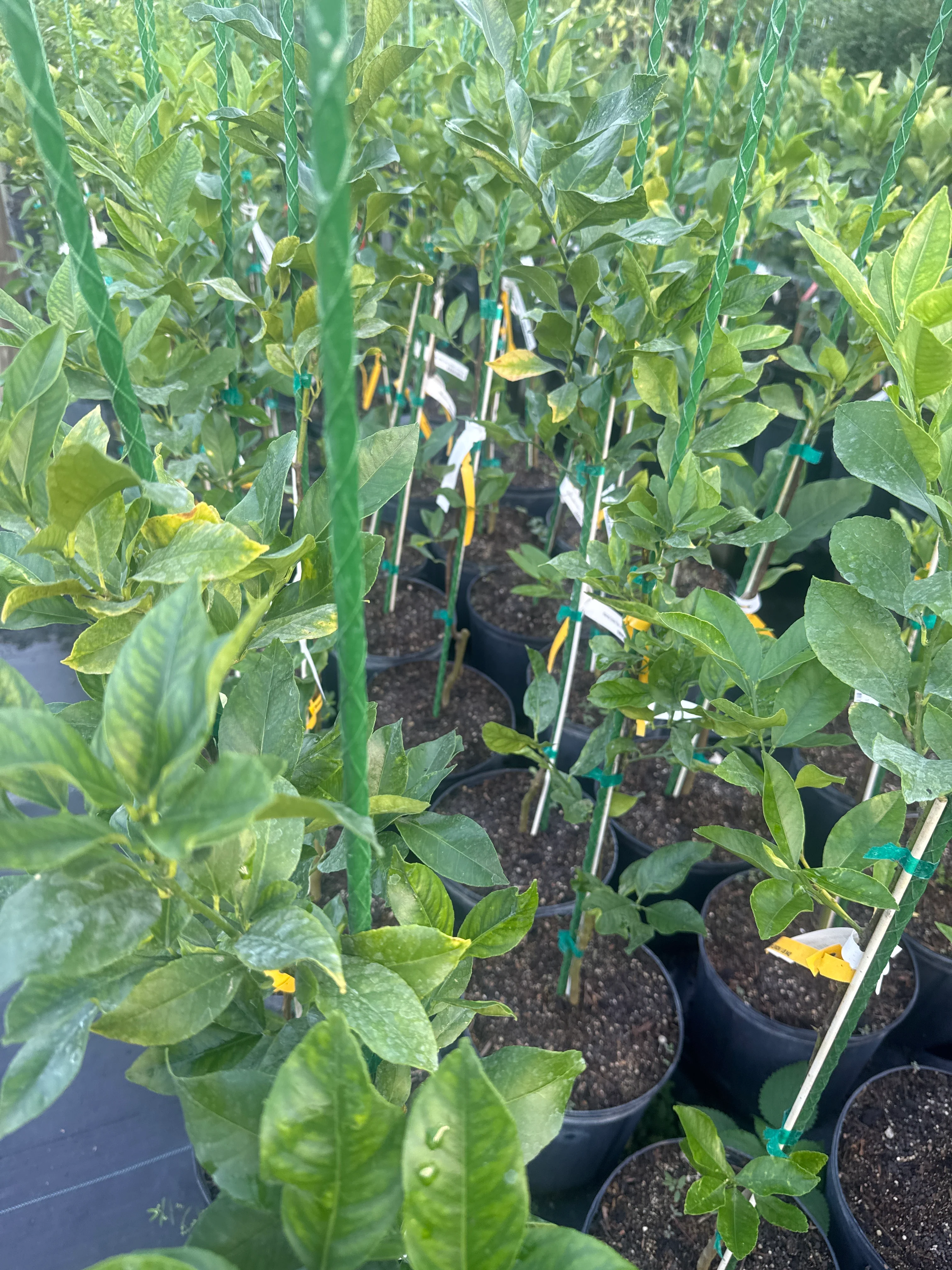 Harvey Lemon Tree, Grafted - Cold Hardy, Disease Resistant - Image 5