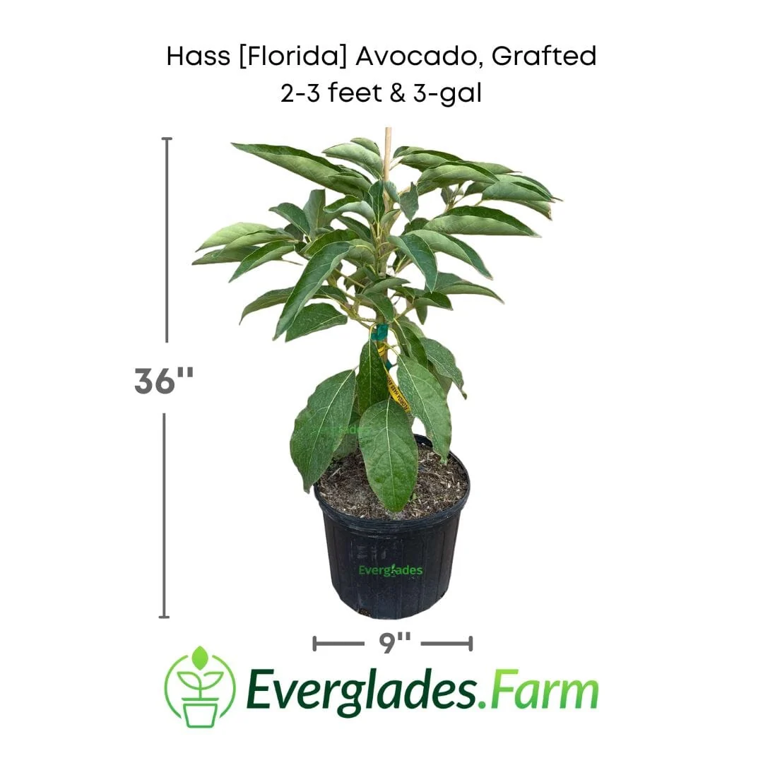 Hass Florida Avocado Tree, Grafted - Image 3