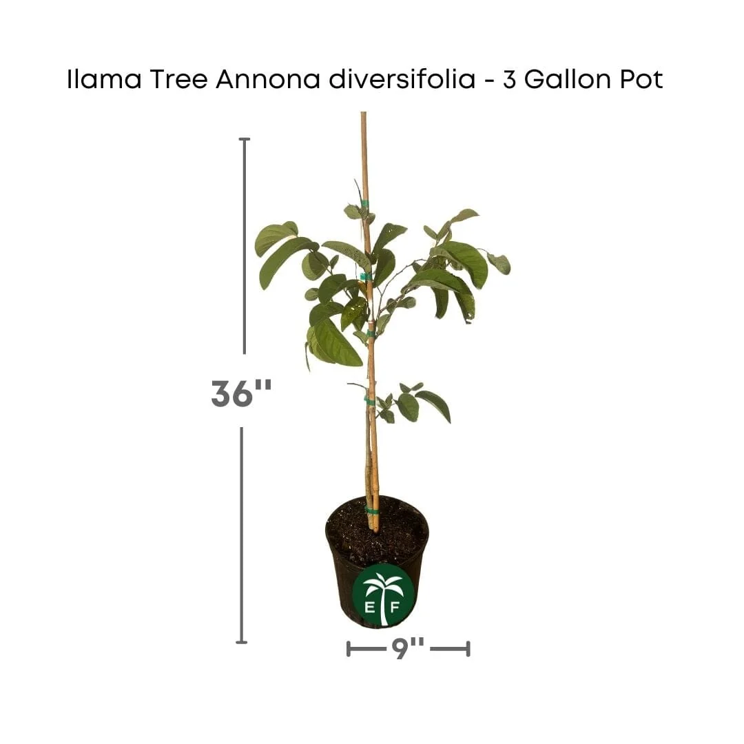 Ilama Tree Grafted Annona diversifolia - 2-3 feet tall & 3 Gallon Pot
