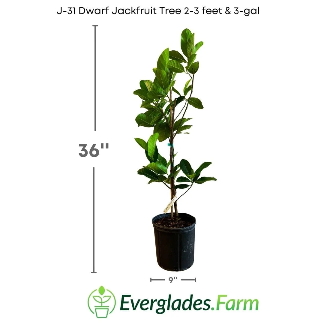J-31 Dwarf Jackfruit Tree, Grafted - Image 4