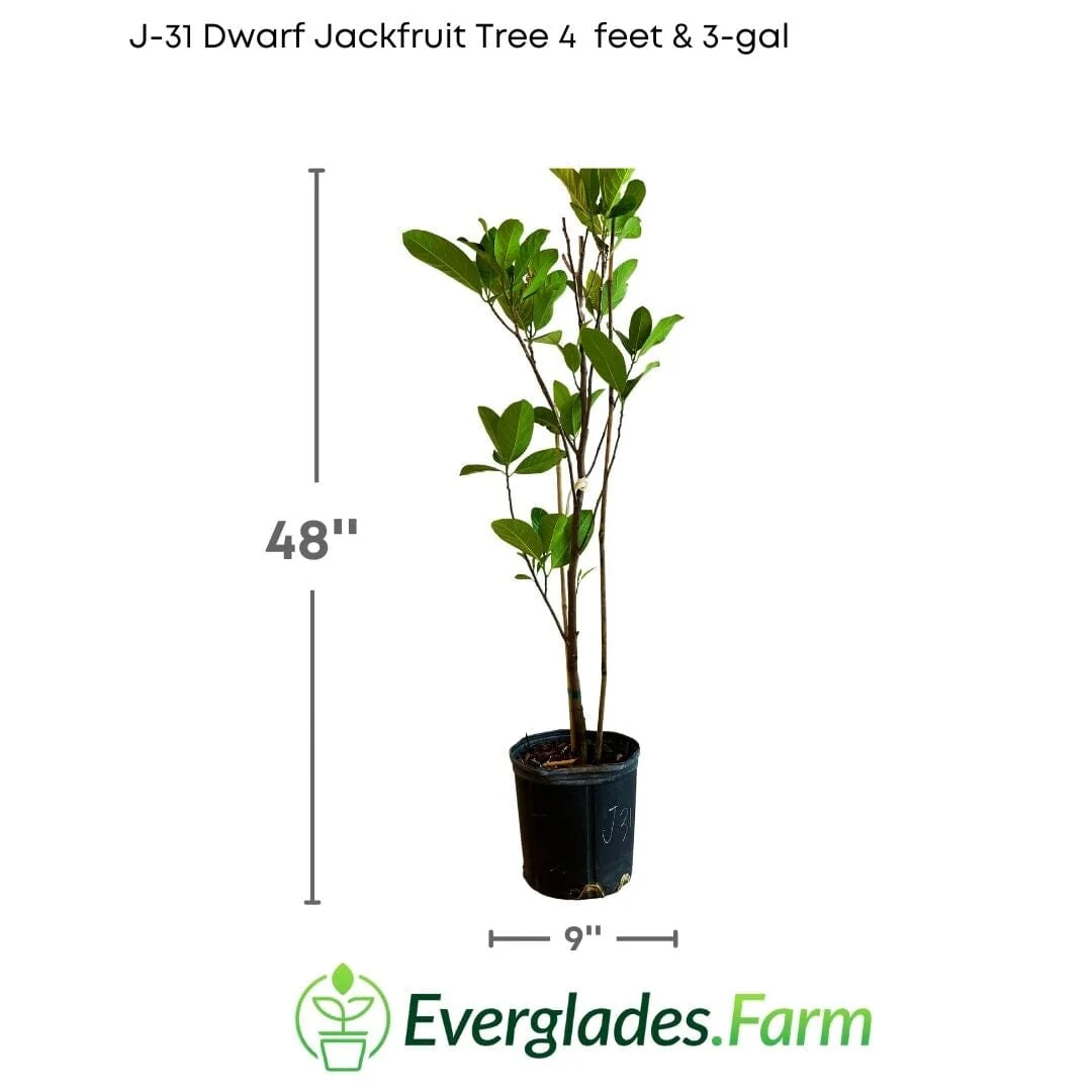 J-31 Dwarf Jackfruit Tree, Grafted - Image 5