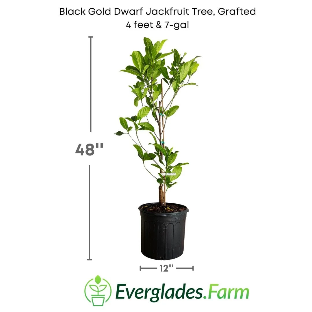Black Gold Dwarf Jackfruit Tree, Grafted - Image 5