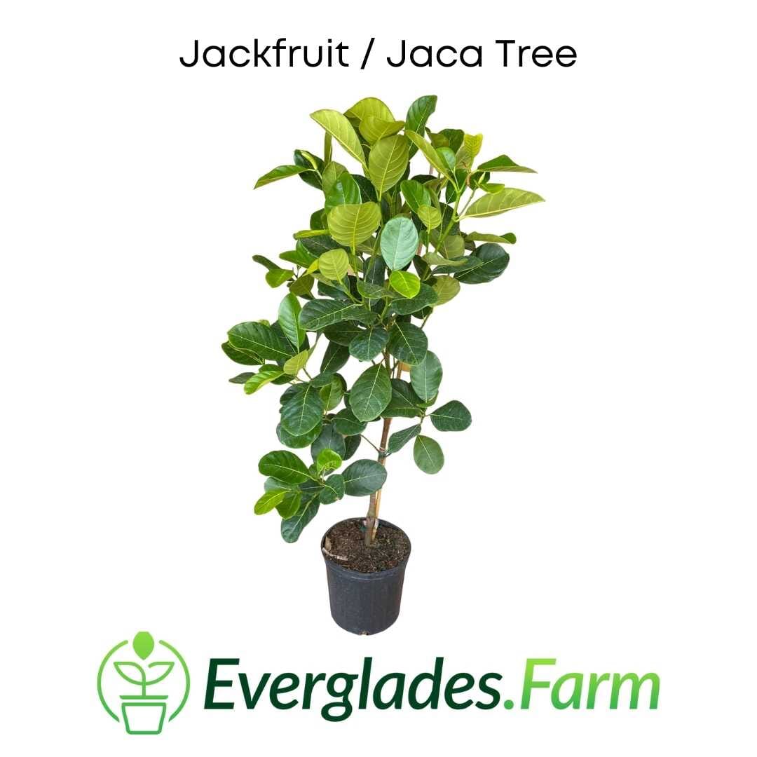 Cheena Jackfruit Tree Grafted - Image 2