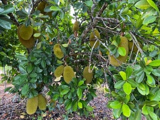 Dang Rasimi Dwarf Jackfruit Tree Grafted - Image 3