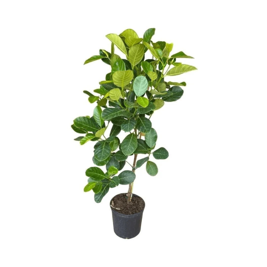 Dang Rasimi Dwarf Jackfruit Tree Grafted - Image 4