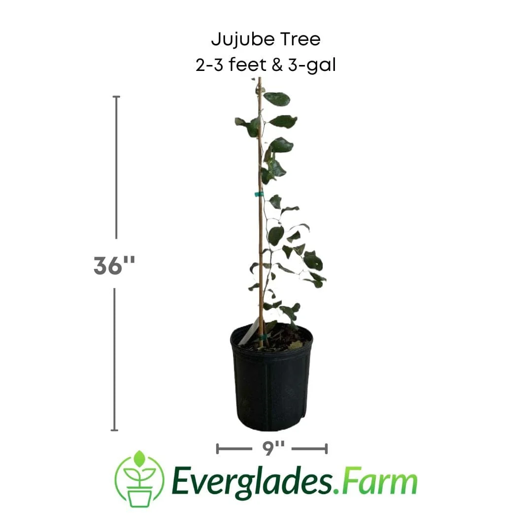 Jujube Tree Grafted - Image 6