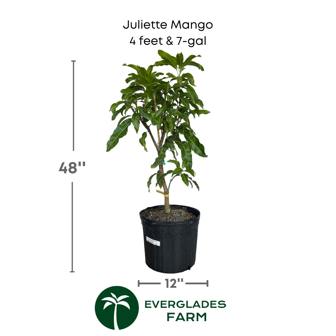 Juliette Mango Tree Grafted - Image 3