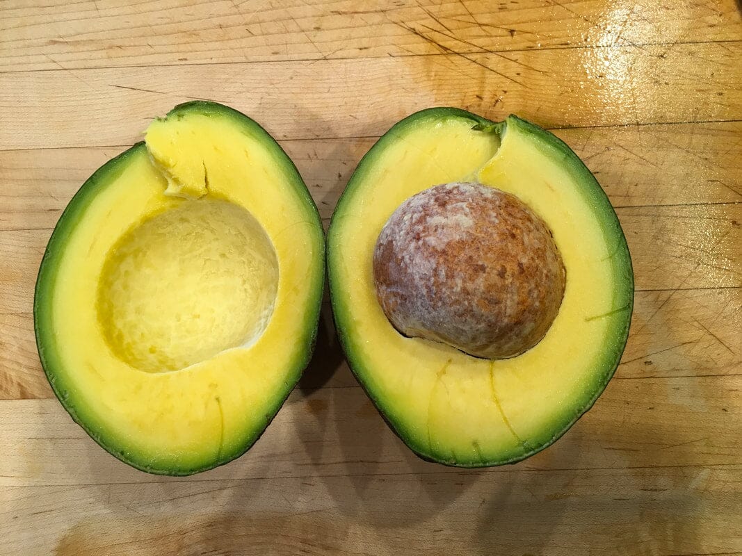 Kampong Avocado Tree, Grafted