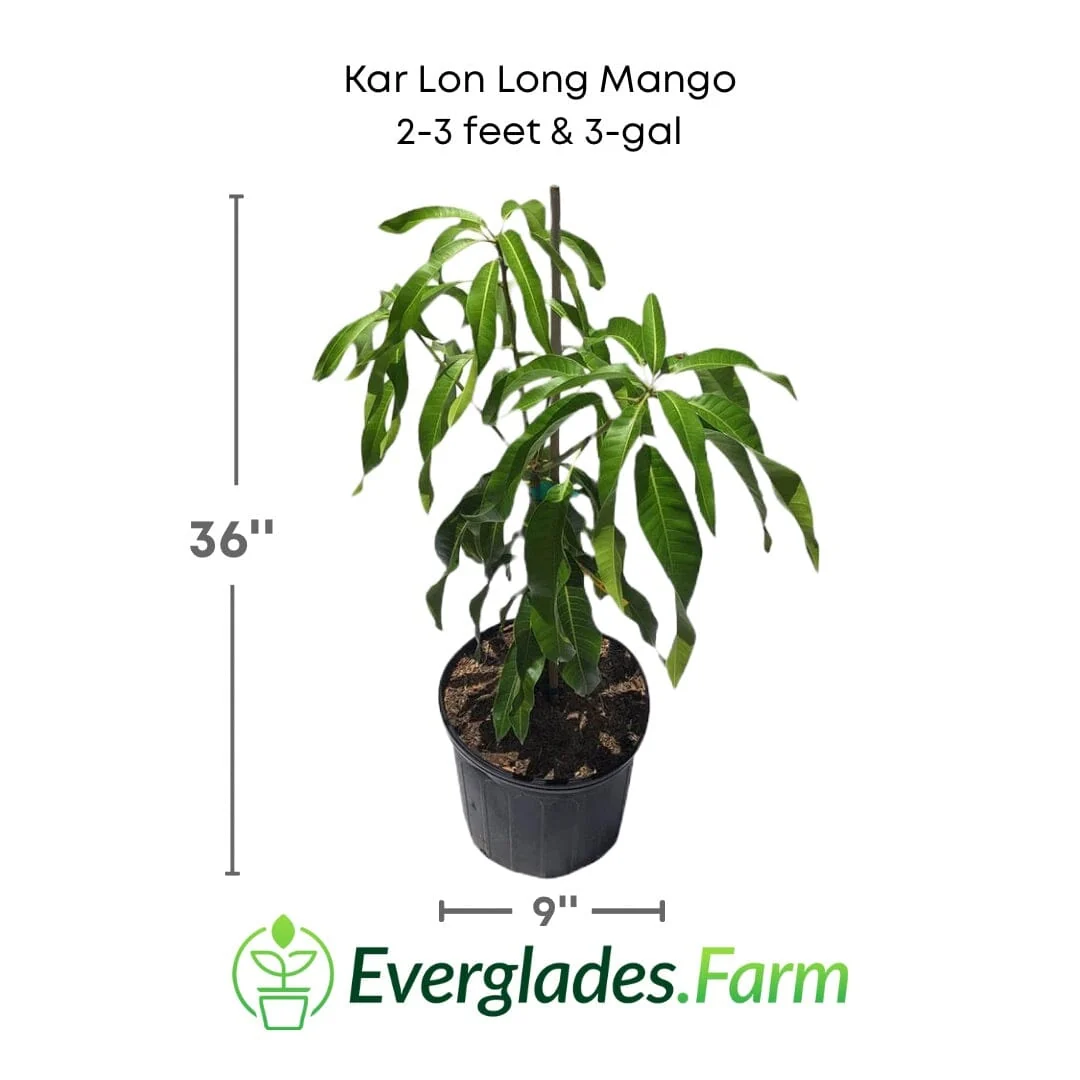 Kar Lon Long Mango tree, Grafted - Image 2