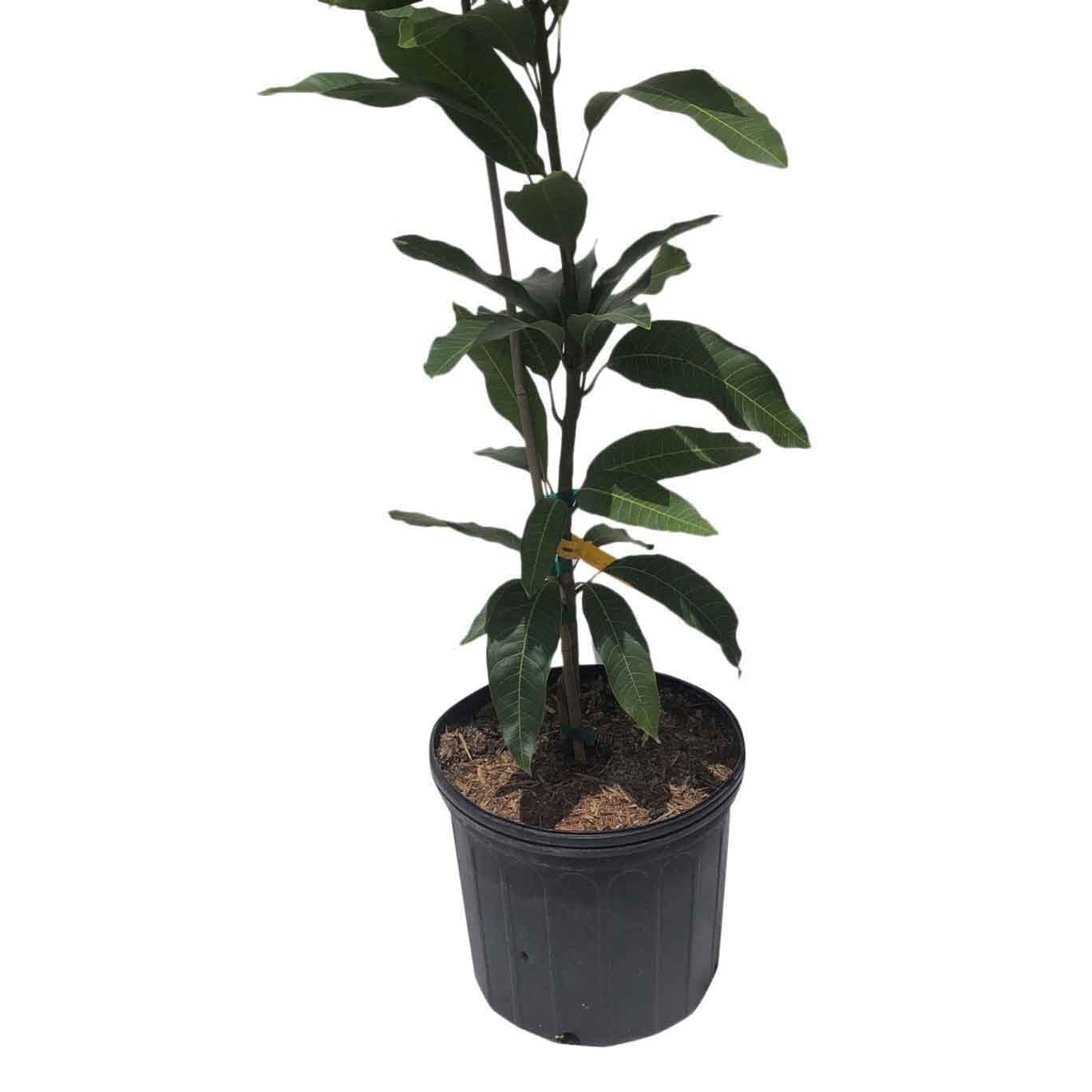Karen Michelle Mango Tree, Grafted