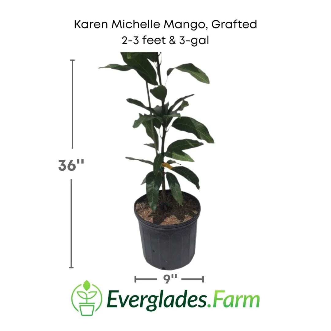 Karen Michelle Mango Tree, Grafted - Image 2