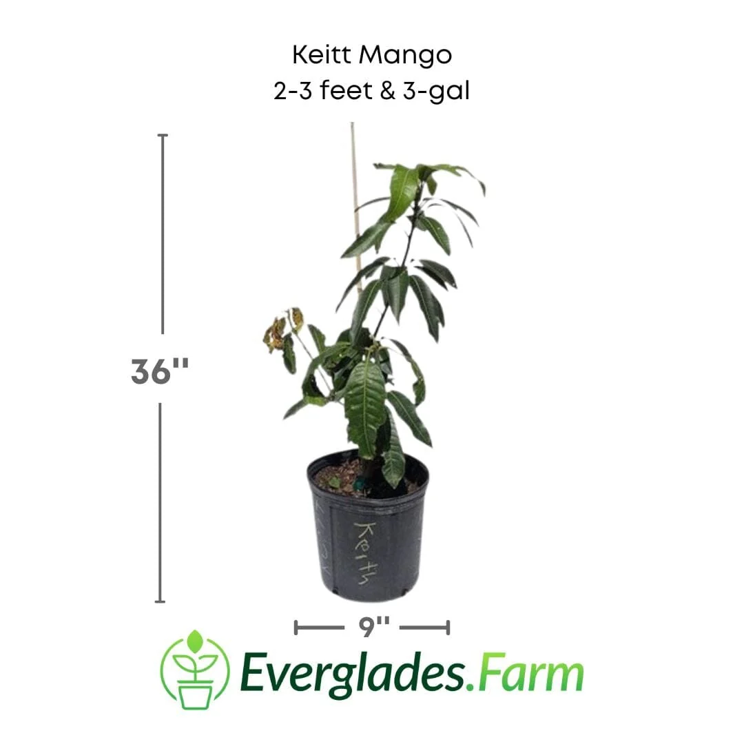 Keitt Mango Tree Grafted - Image 4