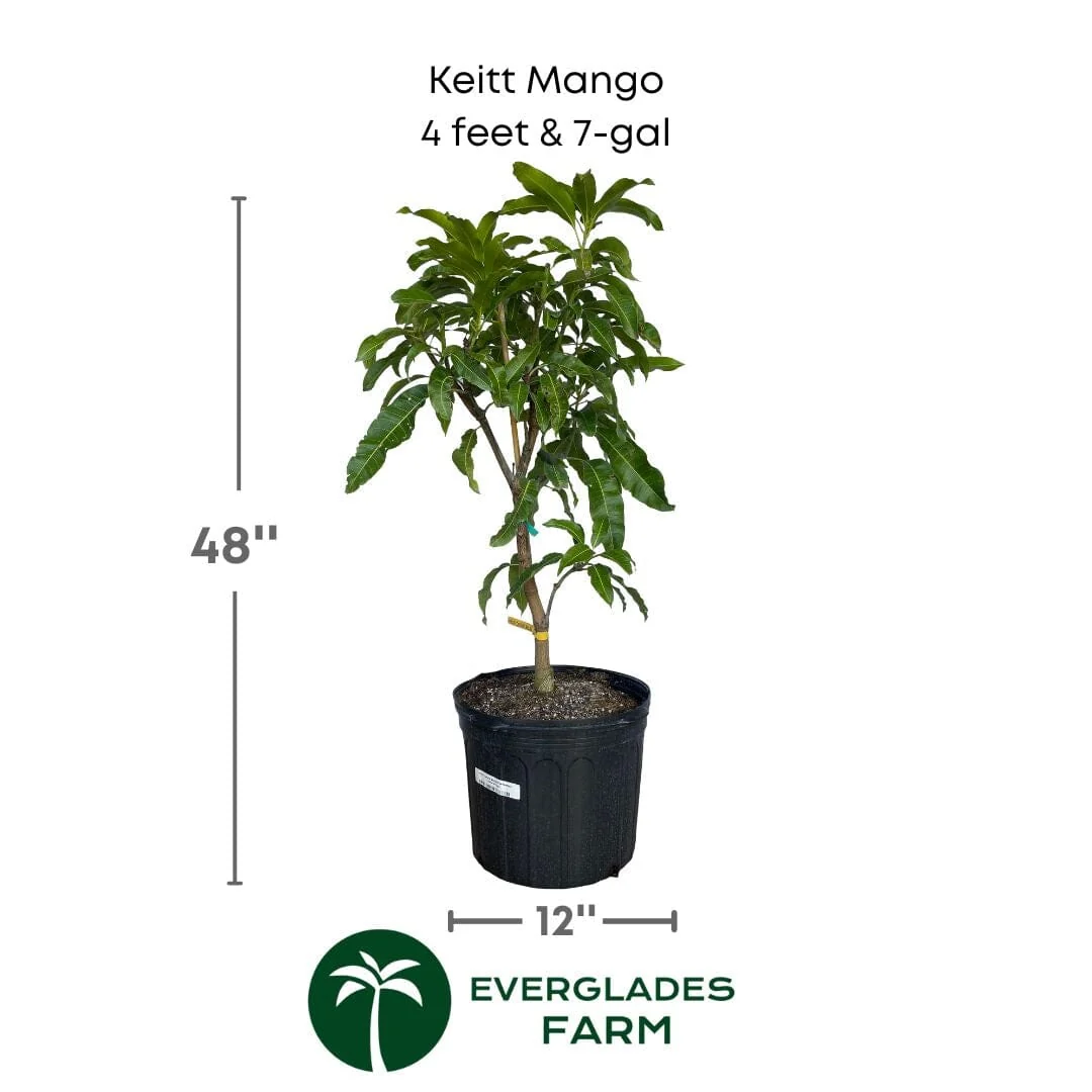 Keitt Mango Tree Grafted - Image 6