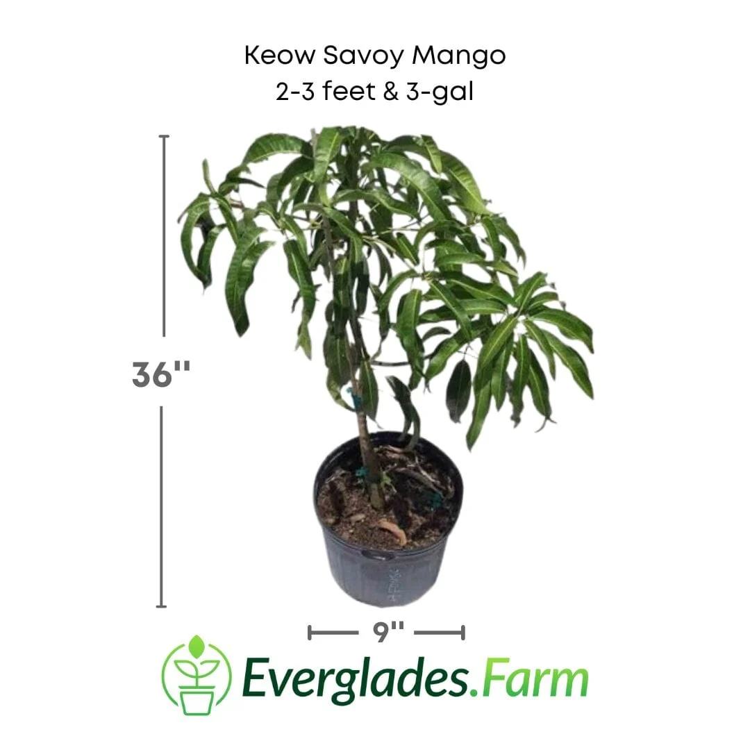 Keow Savoy Mango, Grafted Tree - Image 4
