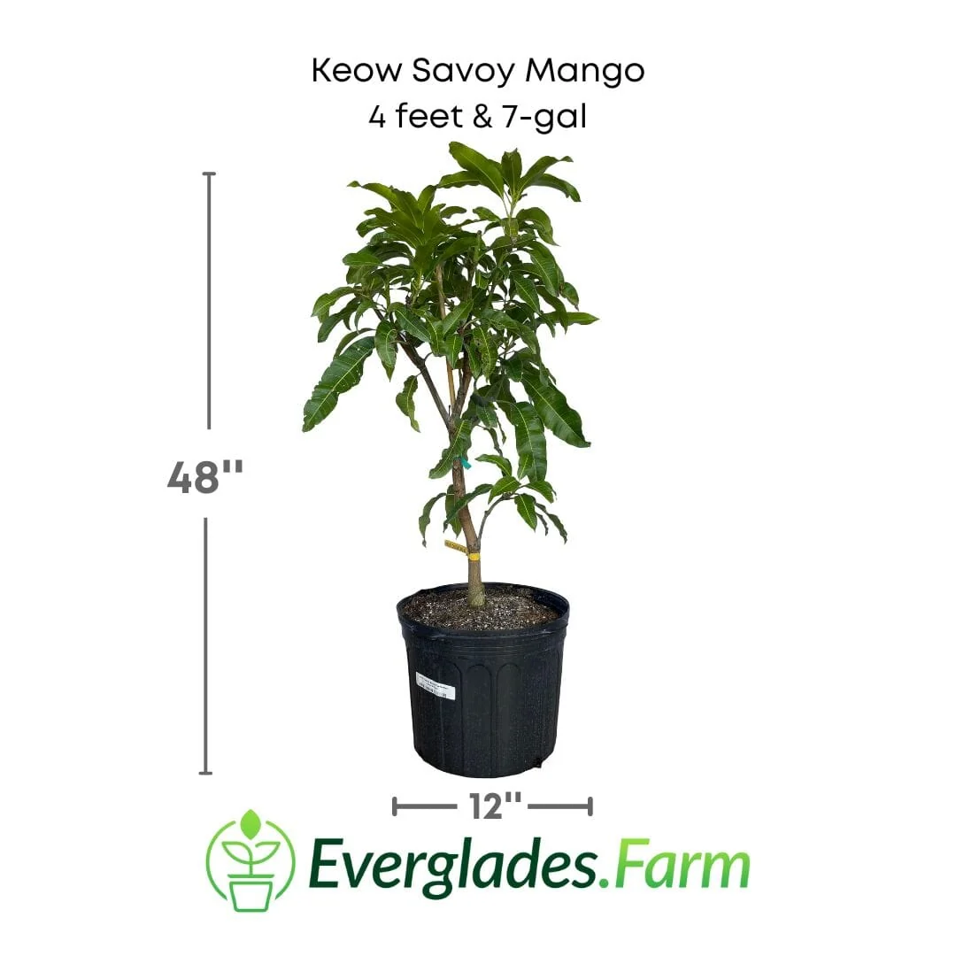 Keow Savoy Mango, Grafted Tree - Image 5