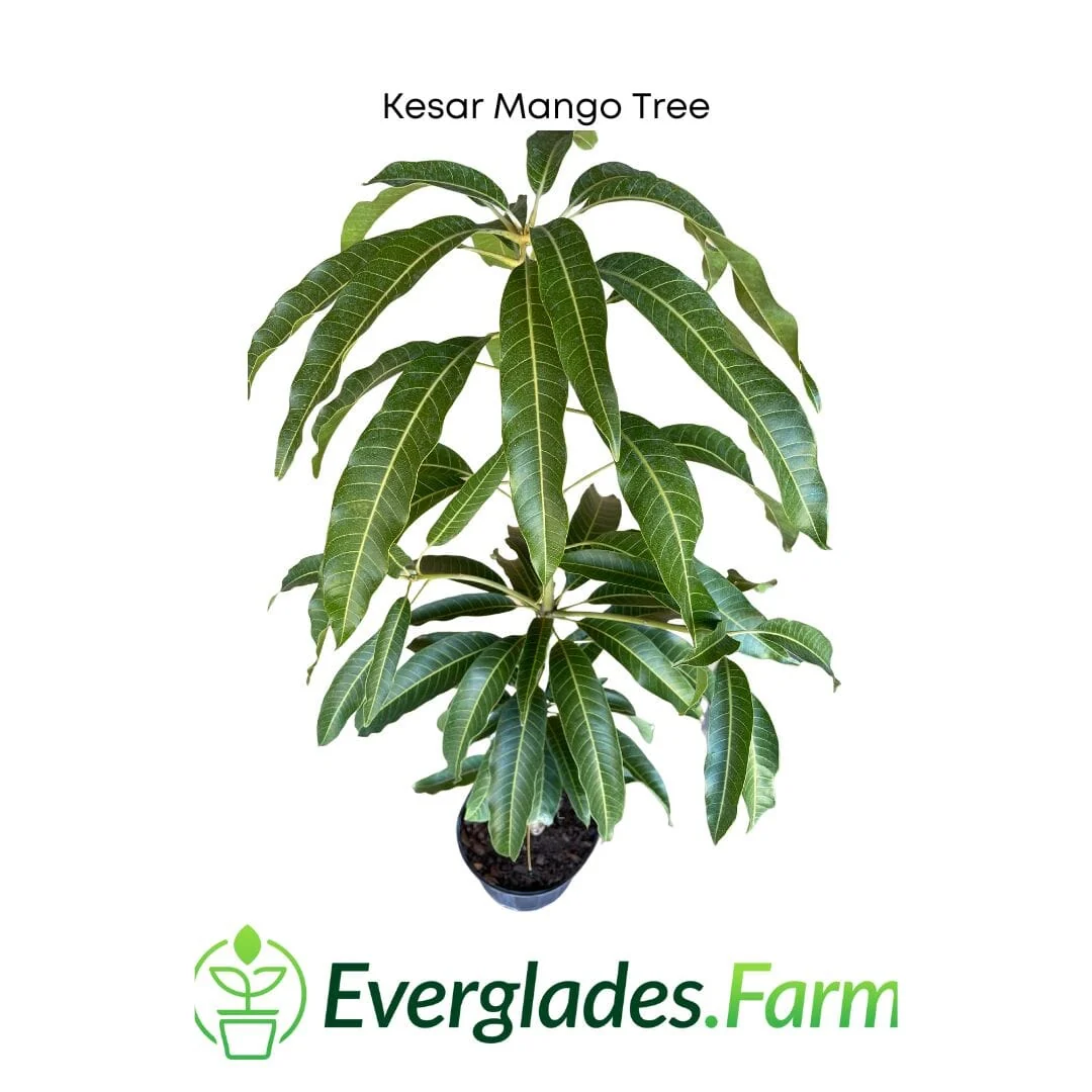 Kesar Mango, Grafted Tree - Image 3