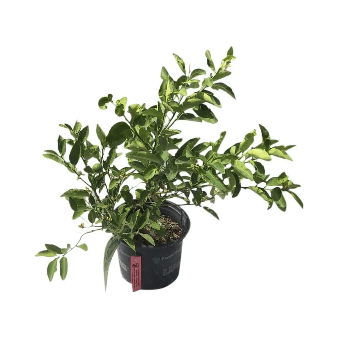 Key Lime Tree Cutting - Rooted Citrus Plant for Indoor/Outdoor Growing - Image 5