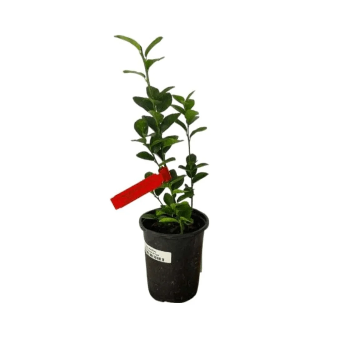 Key Lime Tree Cutting - Rooted Citrus Plant for Indoor/Outdoor Growing - Image 3