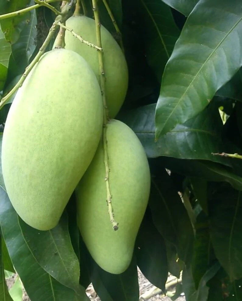 Kiew Yai Thai Mango Tree, Grafted - Image 2