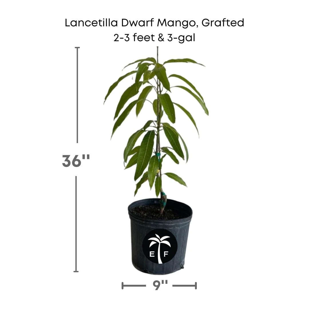 Lancetilla Dwarf Mango, Grafted Tree - Image 4