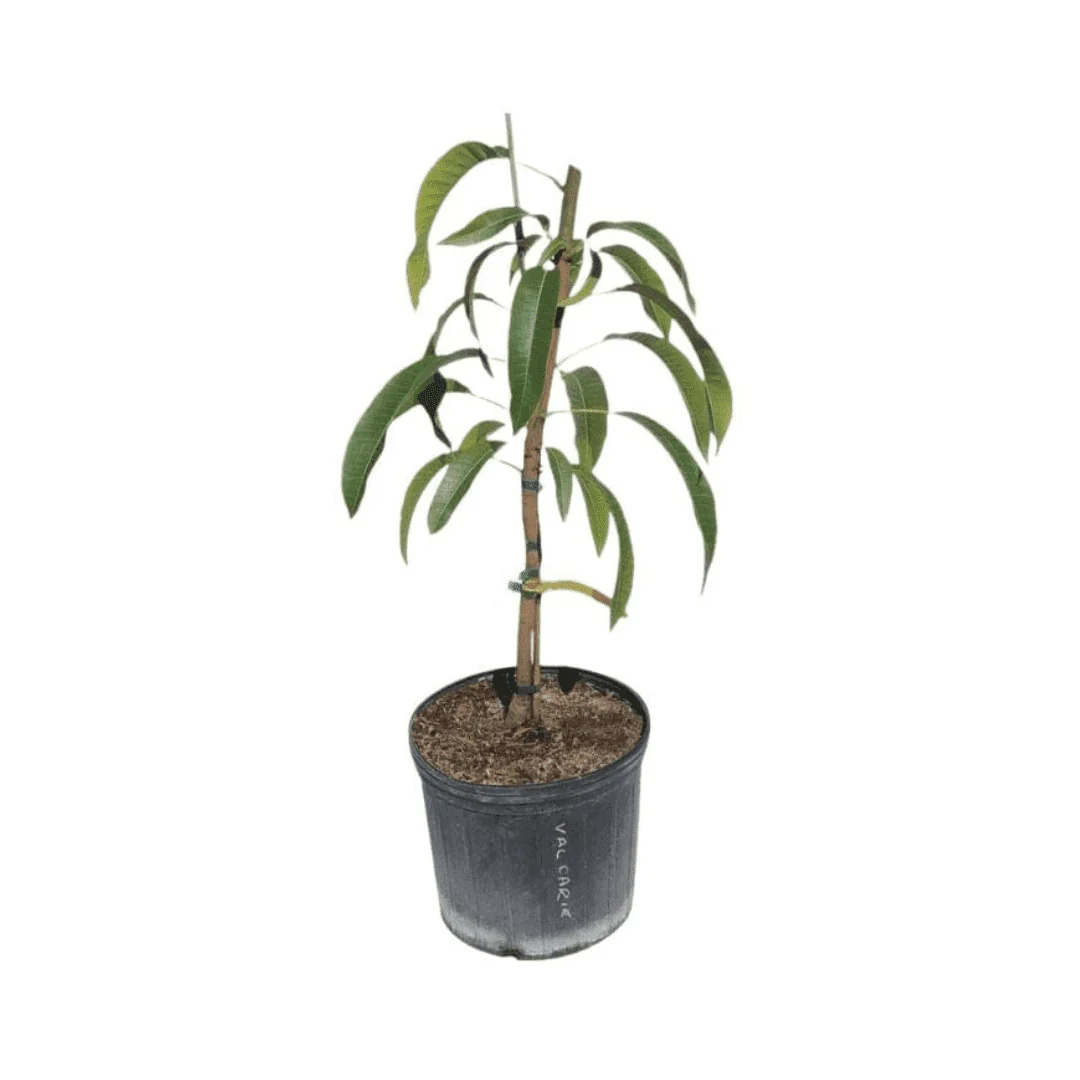 Orange Sherbert Mango Tree Grafted - Image 3