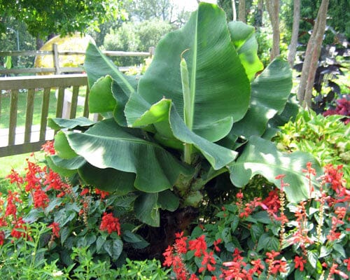 Little Prince Plant Banana Musa Hybrid - Image 3