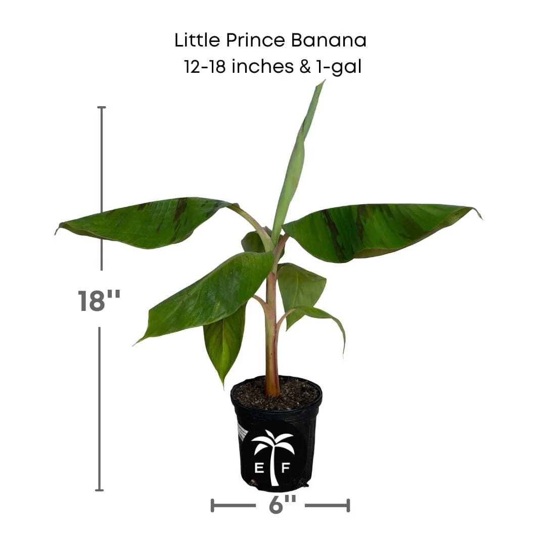 Little Prince Plant Banana Musa Hybrid - Image 4