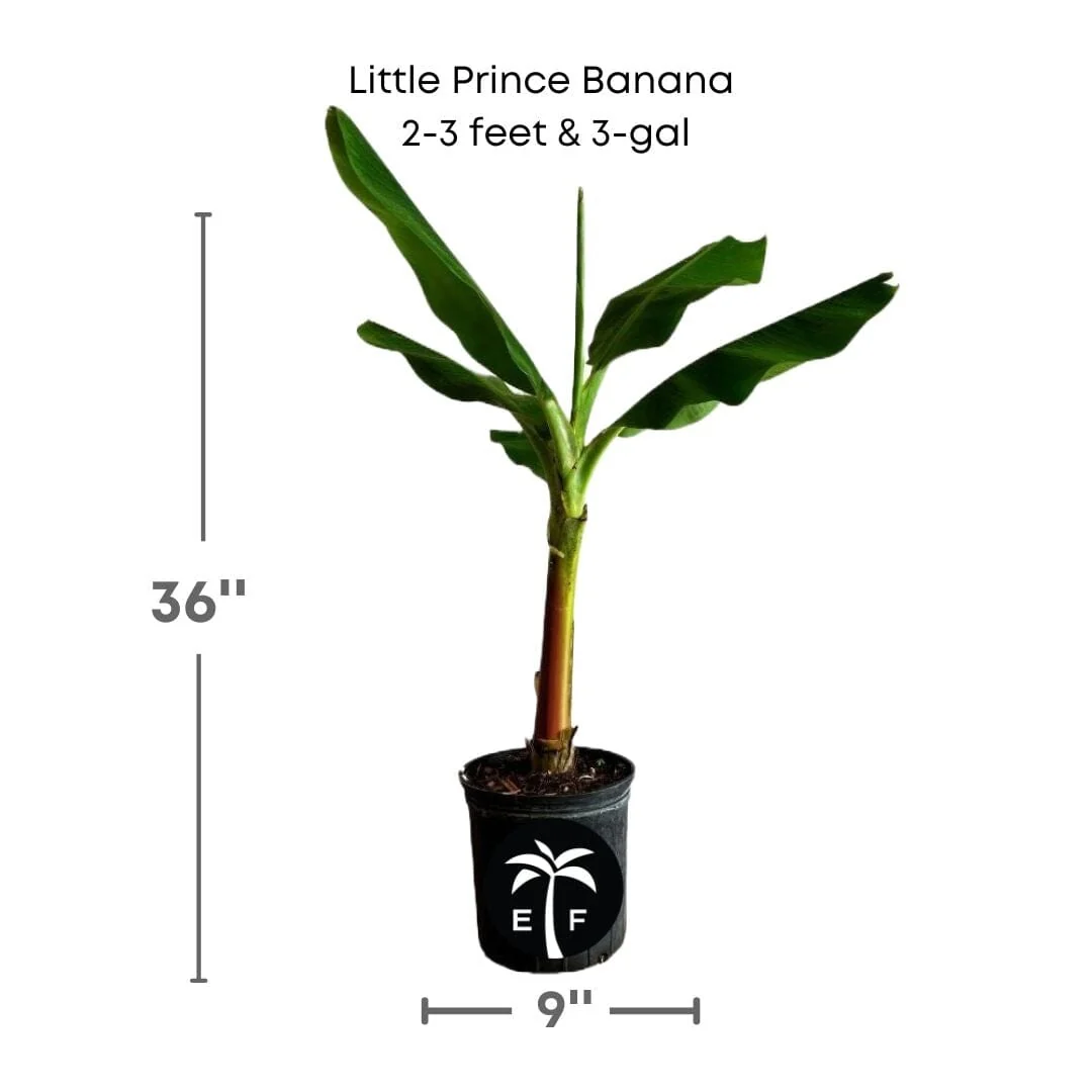Little Prince Plant Banana Musa Hybrid - Image 5