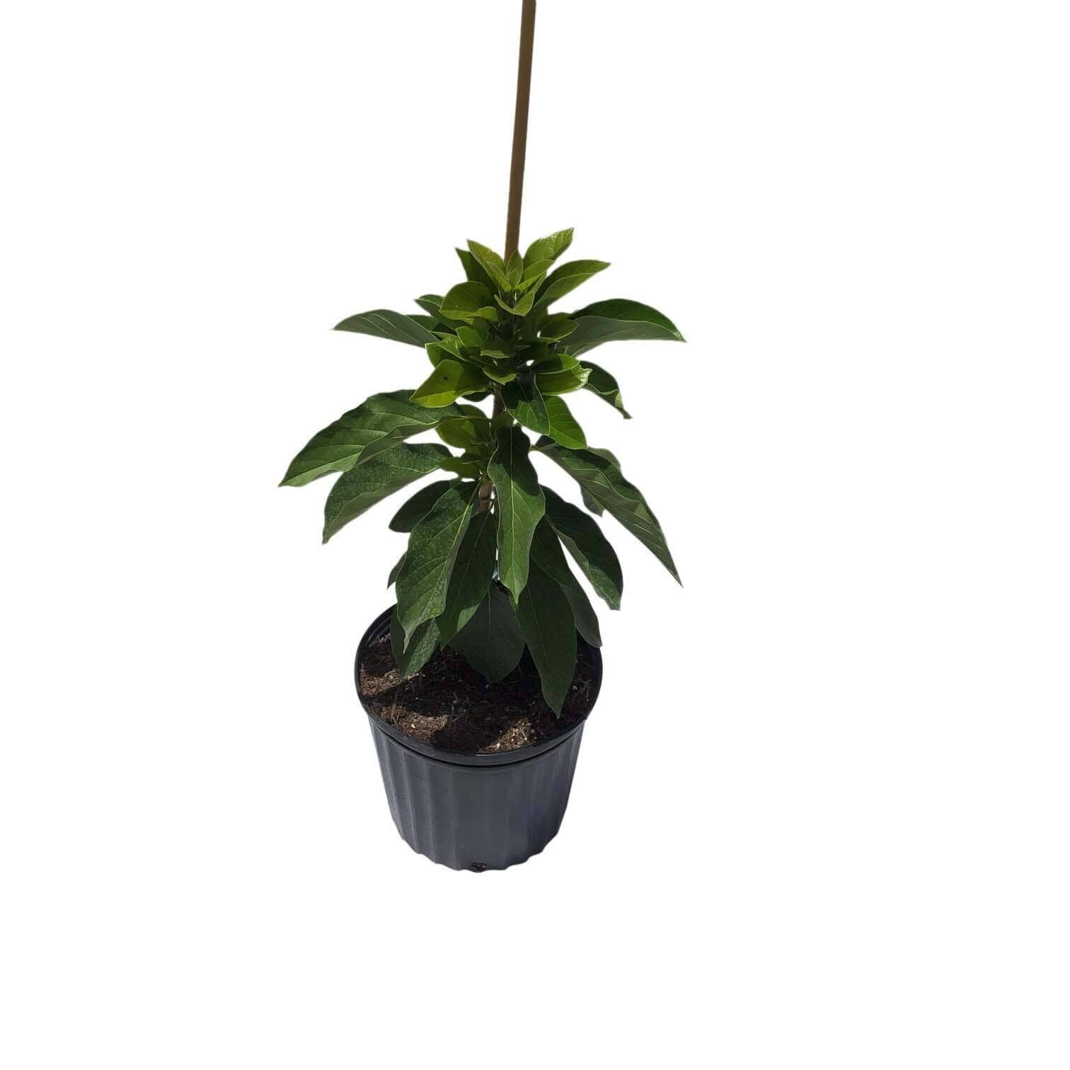 Loretta Avocado Tree, Grafted - Image 2