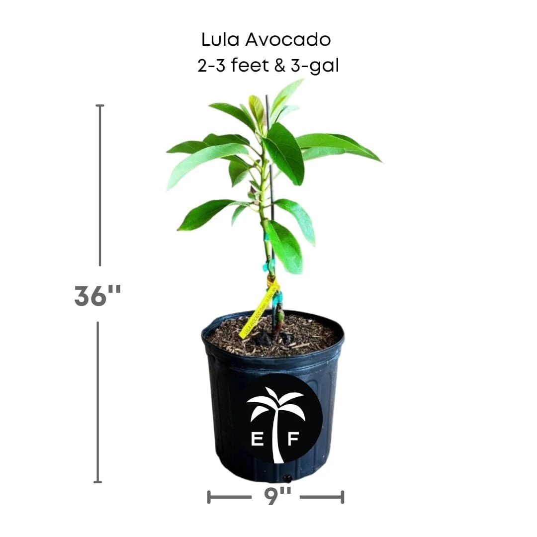Lula Avocado Tree, Grafted - Image 4