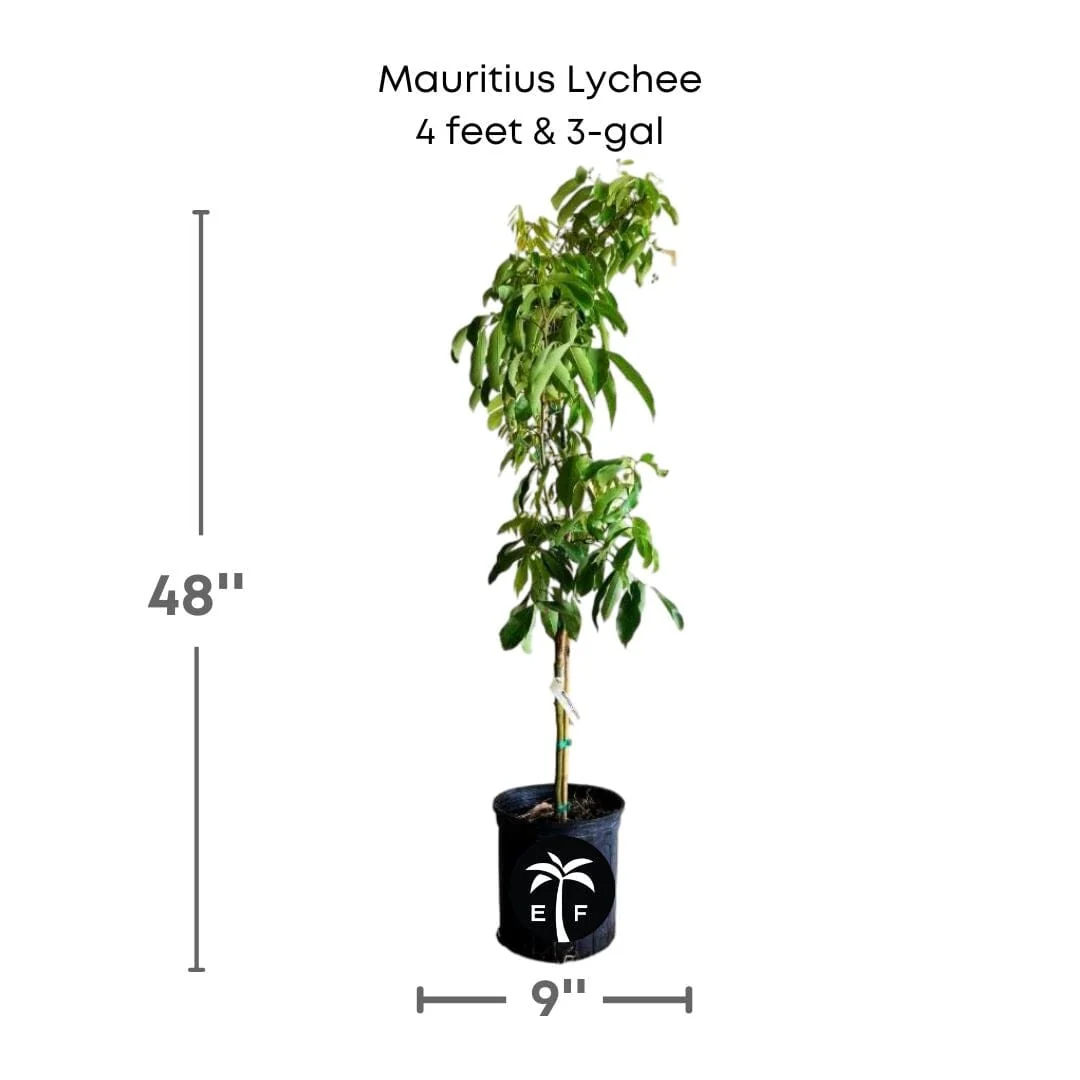 Mauritius Lychee Fruit Tree Air Layered - Image 4