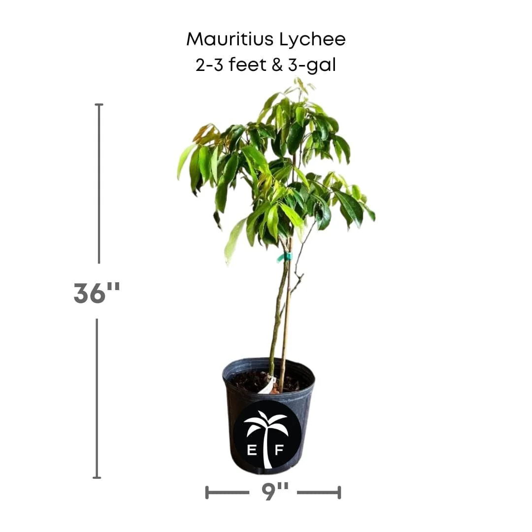 Mauritius Lychee Fruit Tree Air Layered - Image 5
