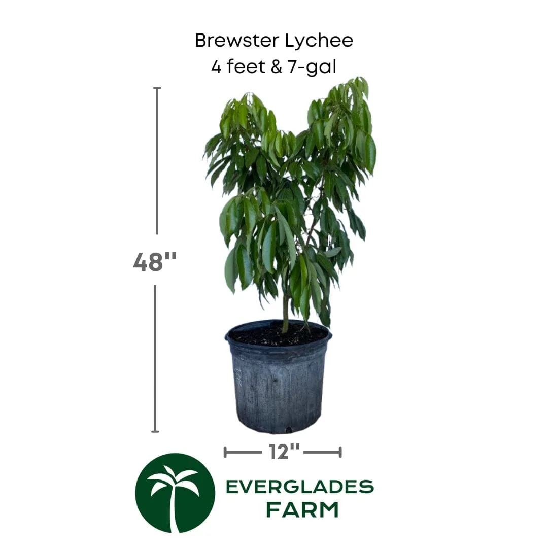 Brewster Lychee Tree Variety Air Layered - Image 4
