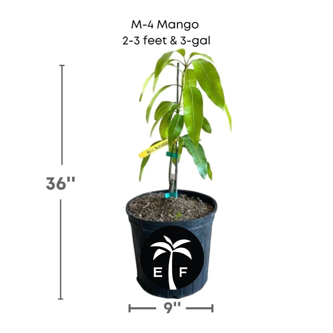 M-4 Mango Tree, Grafted - Image 2