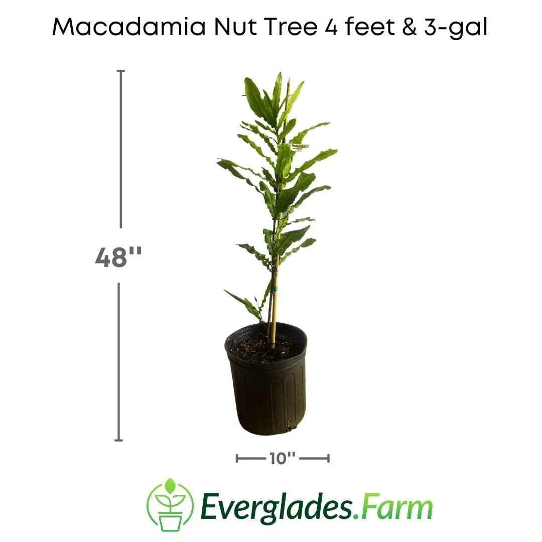 Macadamia Nut Tree - Image 3