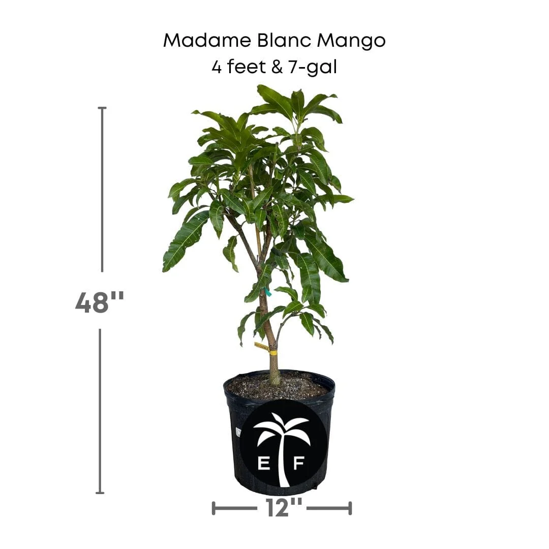 Madame Blanc Hatian  Mango Tree, Grafted - Image 3