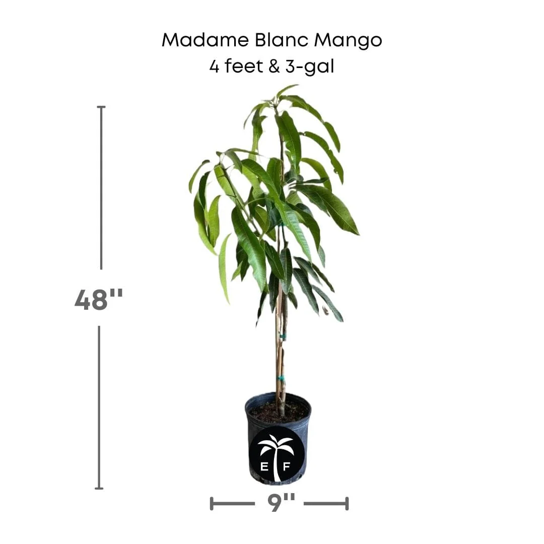 Madame Blanc Hatian  Mango Tree, Grafted - Image 4