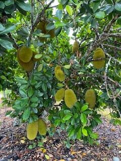 MAI 1 Jackfruit Tree, Grafted - Image 3