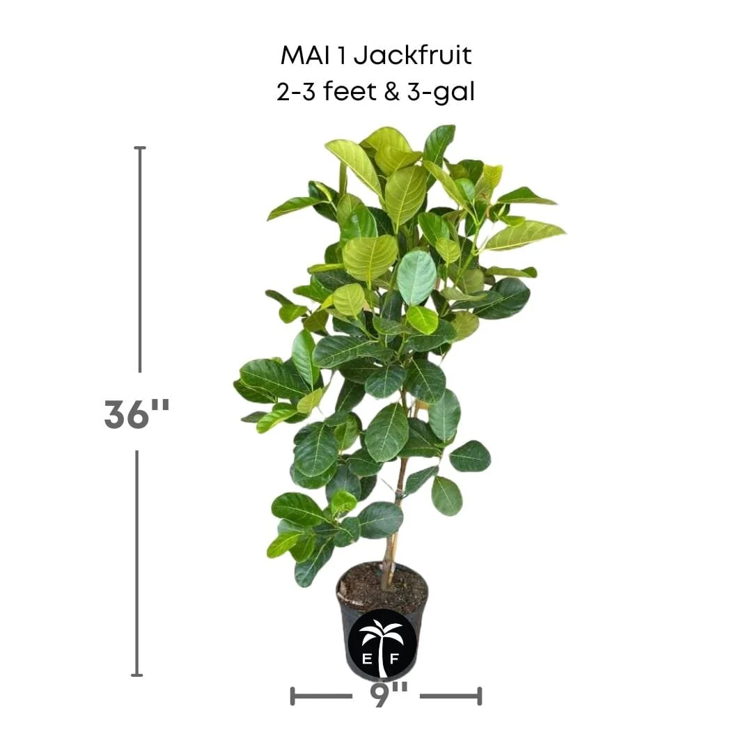 MAI 1 Jackfruit Tree, Grafted - Image 4