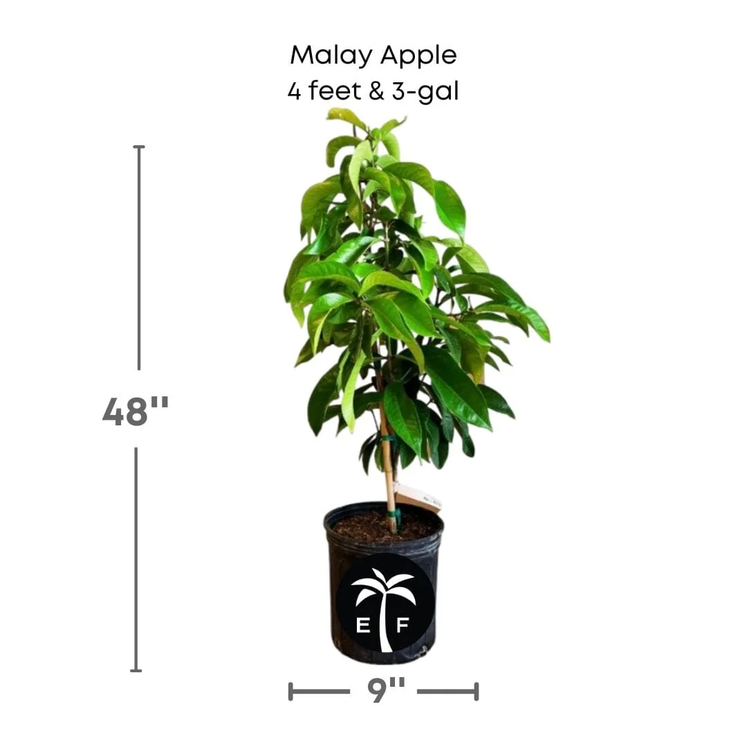 Malay Apple Tree for Sale – Otaheite Apple Grown in Florida - Image 4