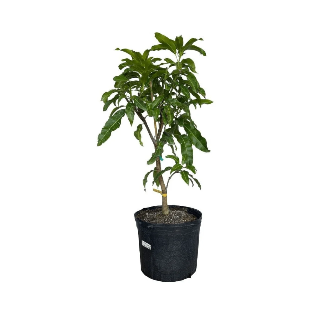 Mallika Dwarf Mango Tree for Sale – Grafted & Cold Hardy - Image 5