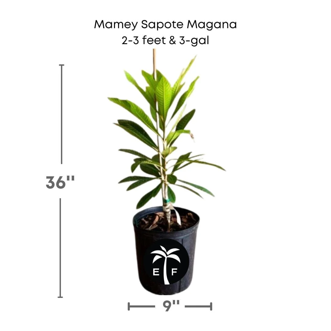 Mamey Sapote Magana Tree Grafted - Image 3