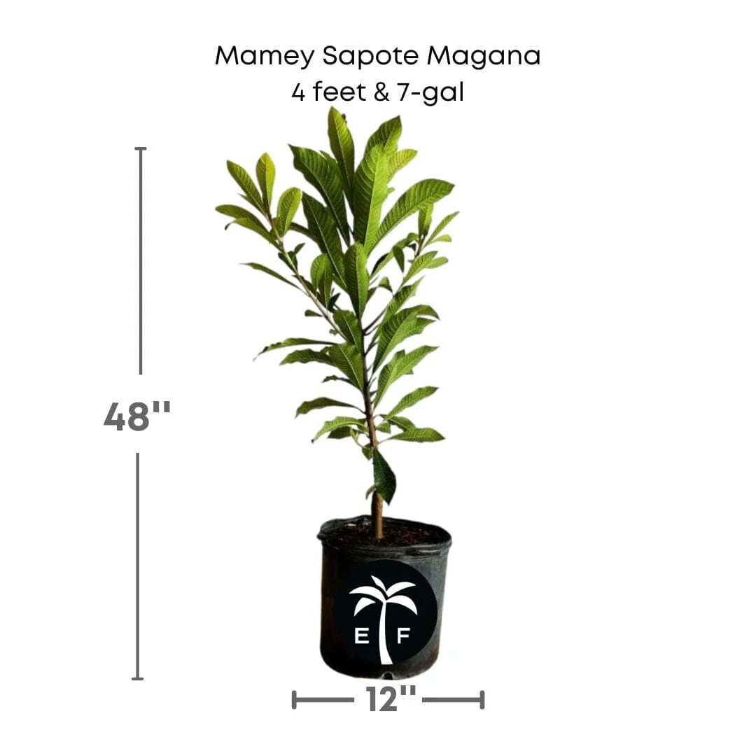 Mamey Sapote Magana Tree Grafted - Image 4