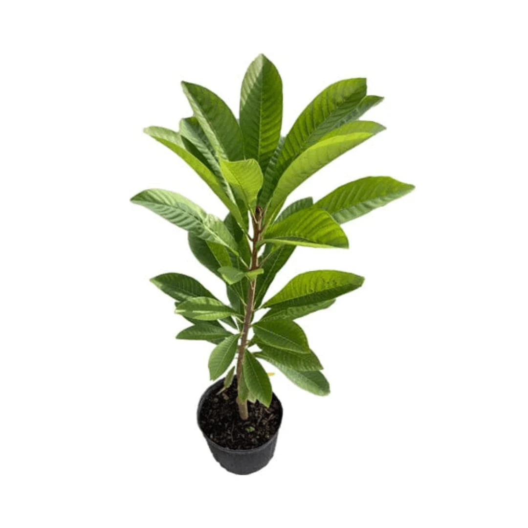 Mamey Sapote Tree Pace Variety Grafted - Image 3