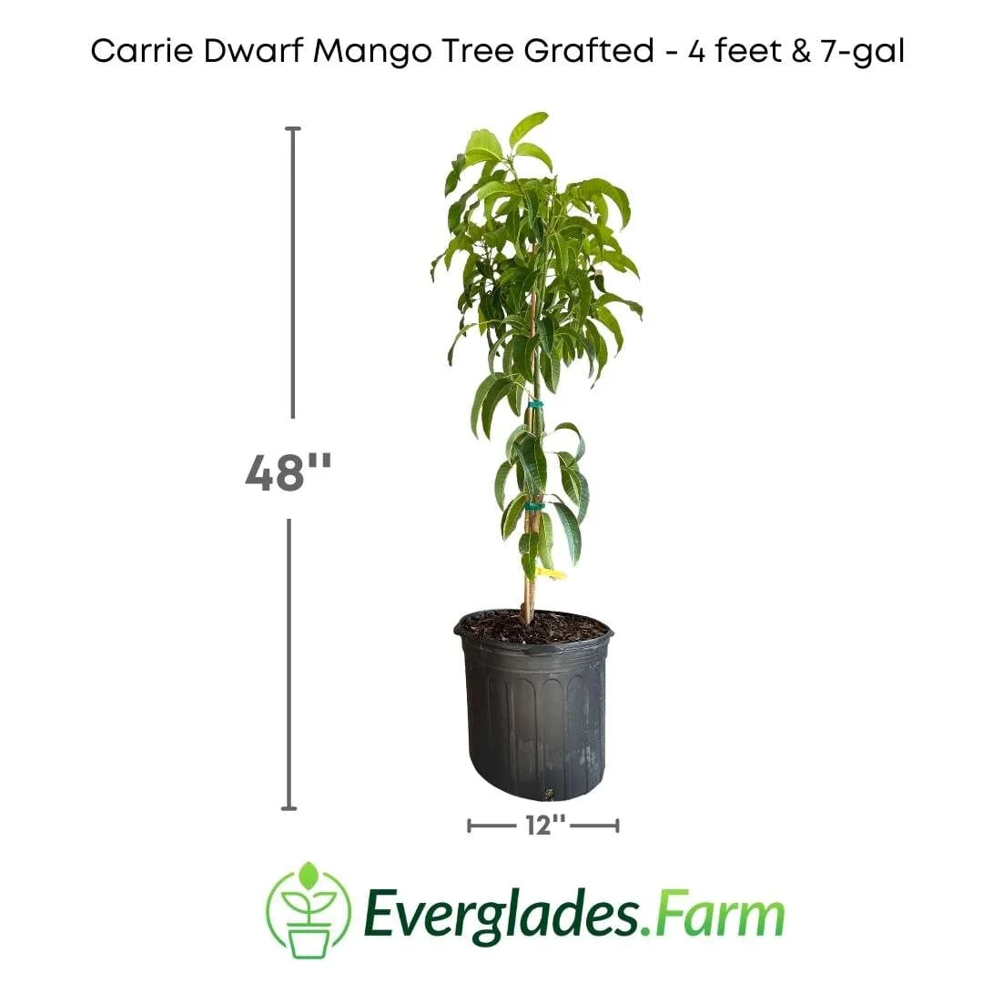 Carrie Dwarf Mango Tree Grafted - Image 5
