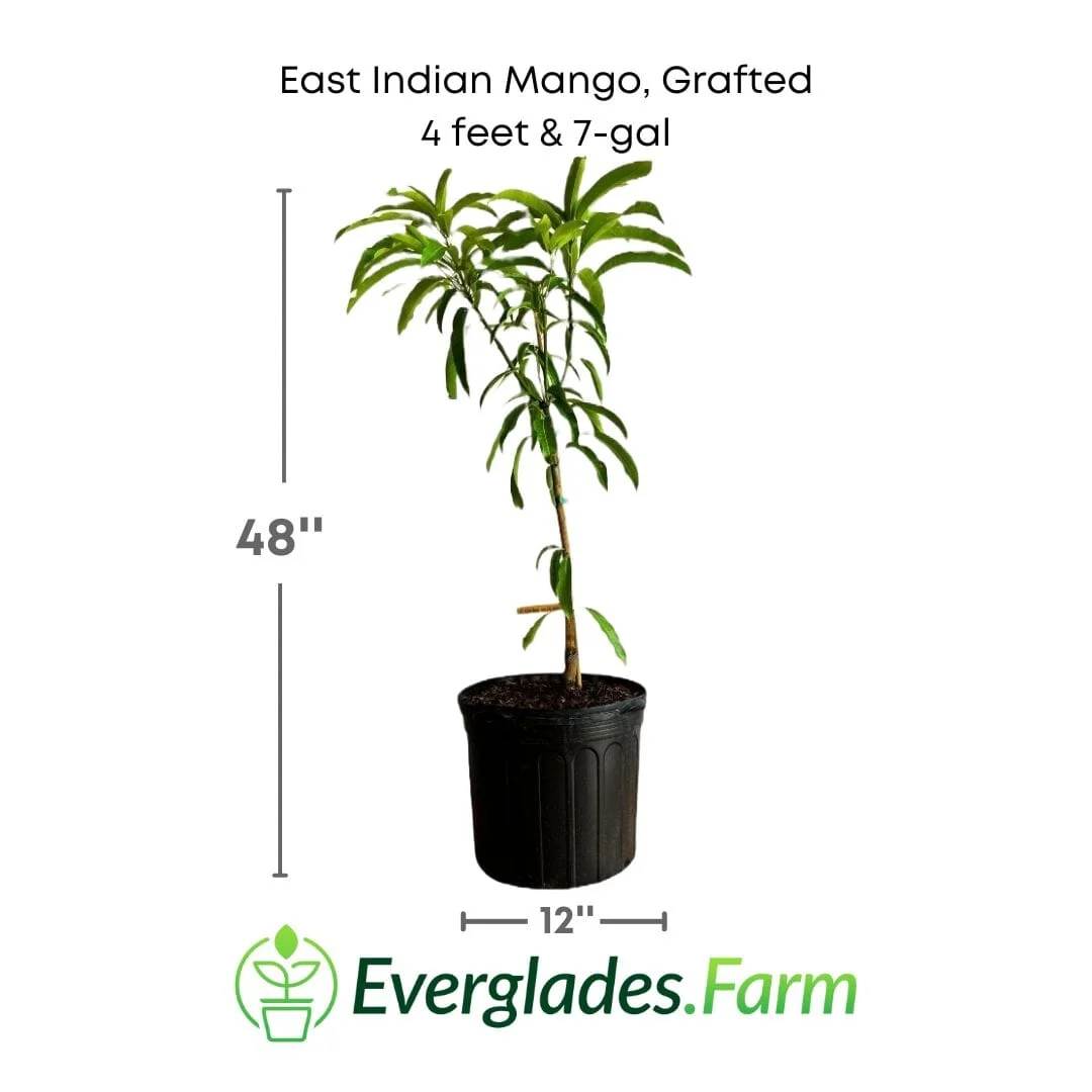 East Indian Mango Tree Grafted - Image 3