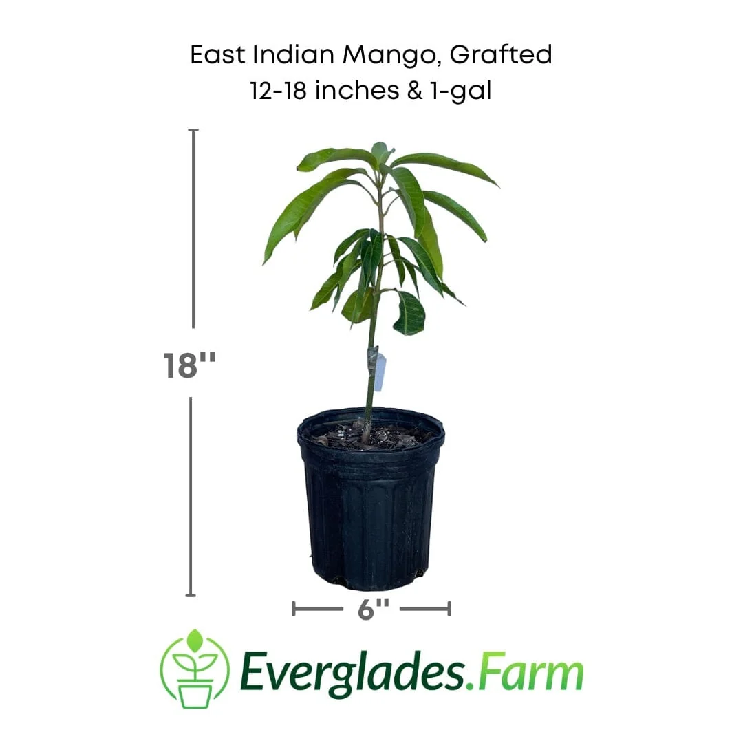 East Indian Mango Tree Grafted - Image 4