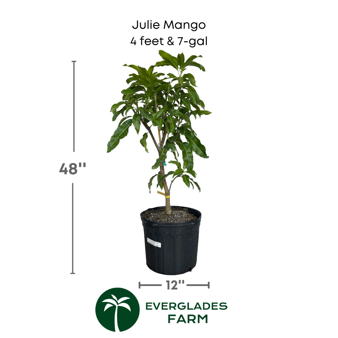 Julie Mango tree Dwarf Grafted - Image 4