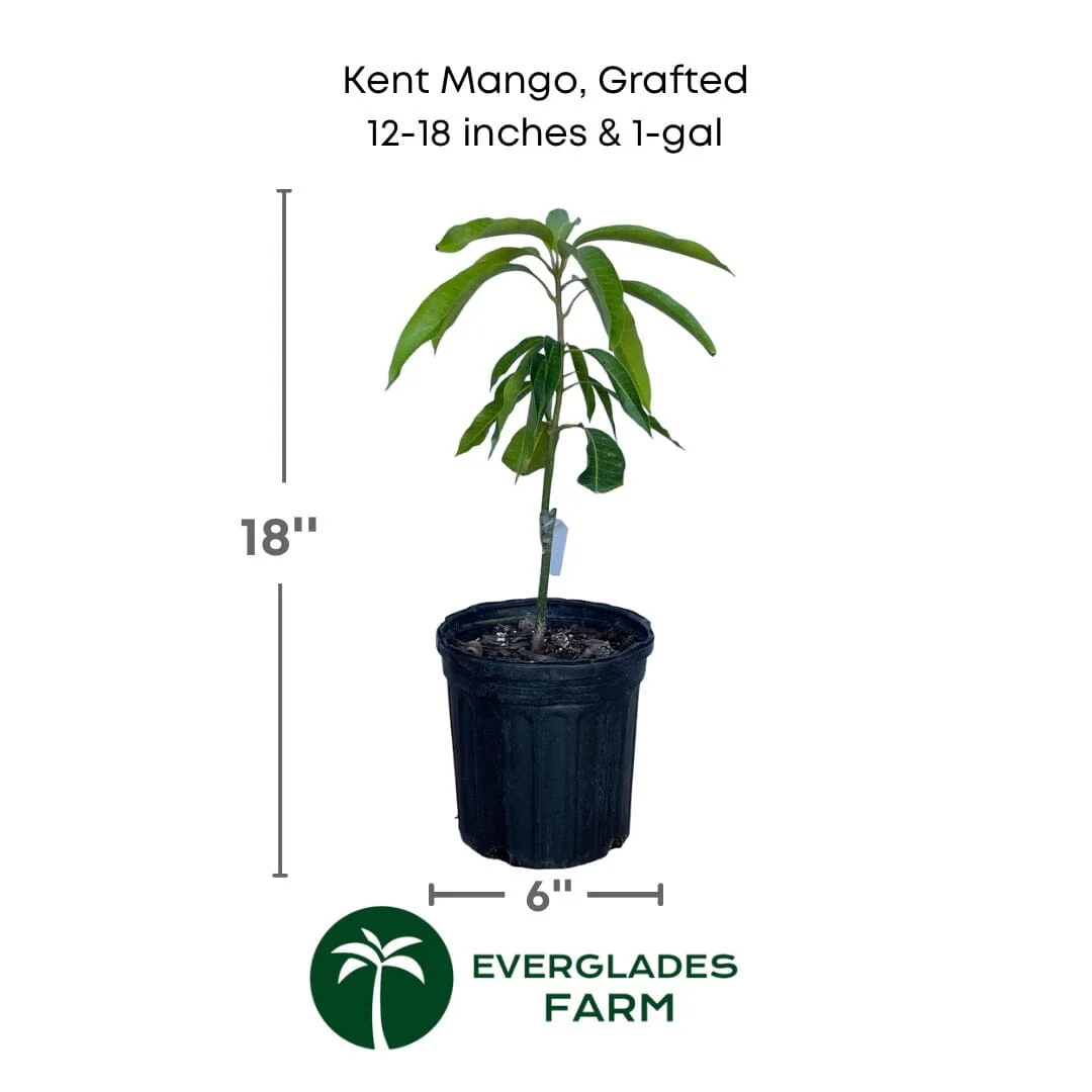 Kent Mango Tree Grafted - Image 4