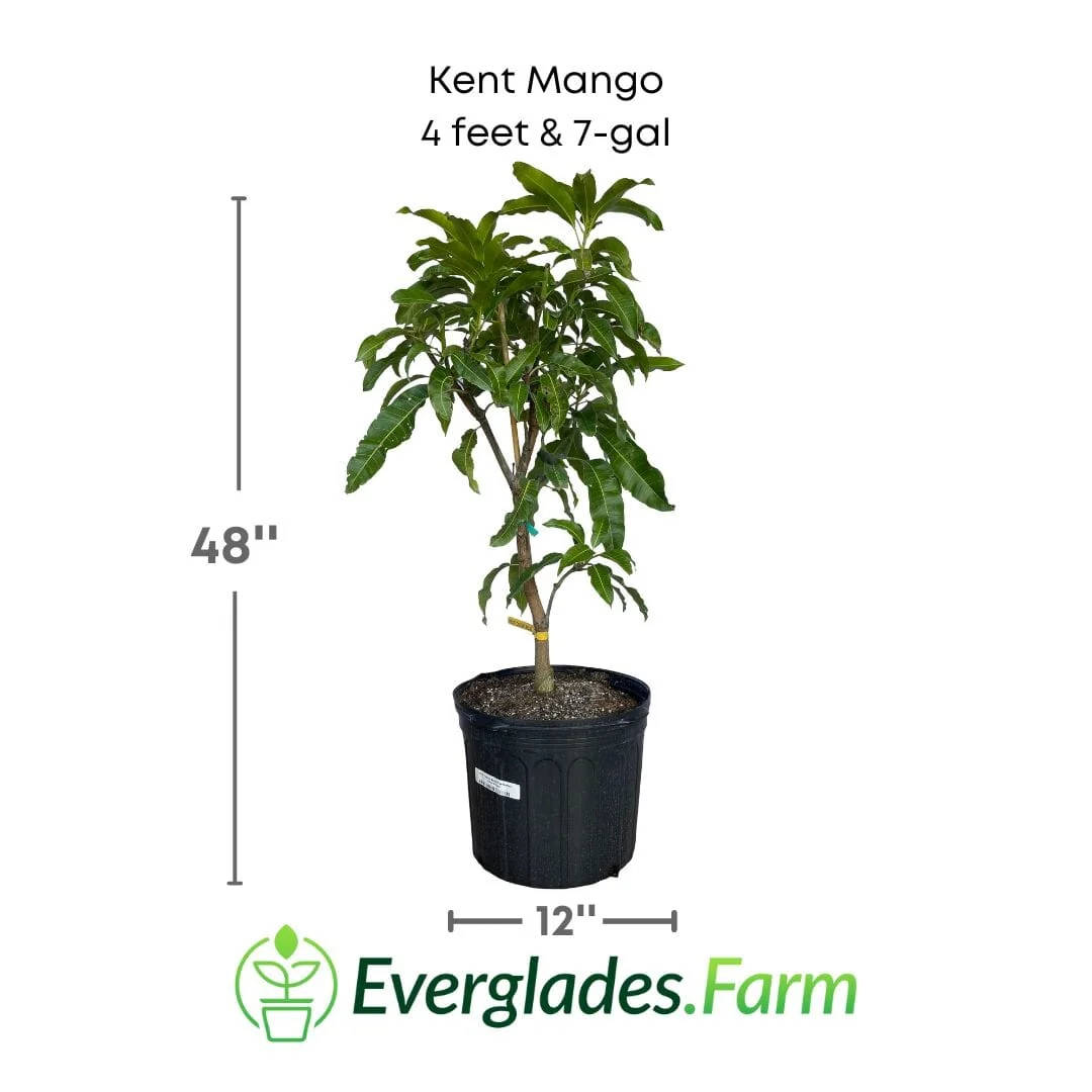 Kent Mango Tree Grafted - Image 5